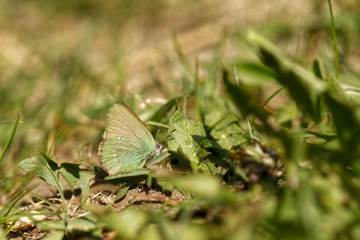 Nature
