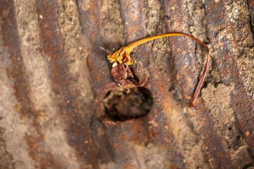 Rust on the old manhole cover