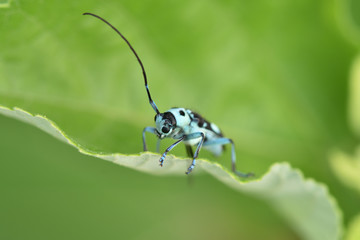 ラミーカミキリ