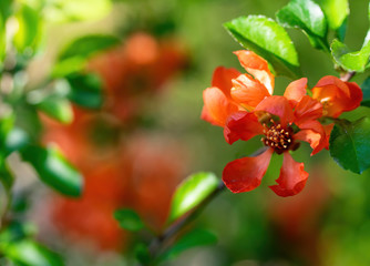 Blooming Japanese quince with bright flowers