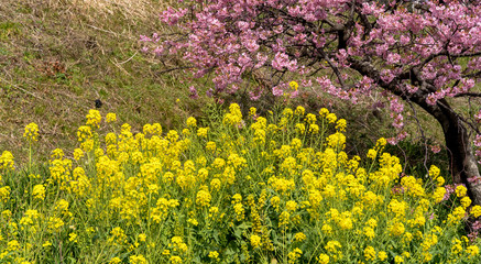 菜の花と河津さくら
