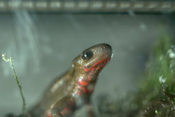 アカハライモリ