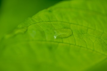 Natural leaves in the forests of Thailand