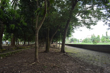 a big tree in a city park