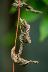 Natural dry leaves , dry leaves