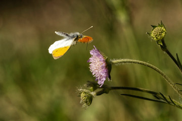 Nature
