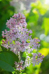 Branch of blossoming lilac on a sunny day