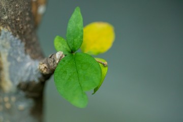 Natural leaves in the forests of Thailand