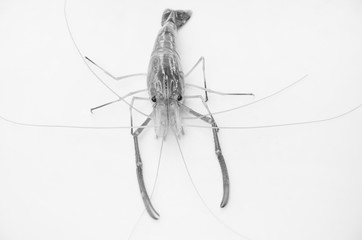 Giant freshwater prawn with long mustaches