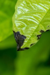 Natural leaves in the forests of Thailand