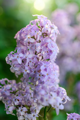 Branch of blossoming lilac on a sunny day
