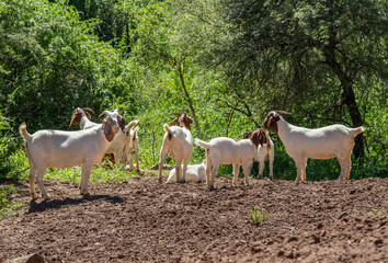 Obraz na płótnie Canvas Goats (boerbok) in flock at Karoo farm