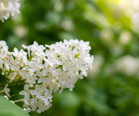 Branch of blossoming white lilac close up
