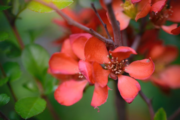 Blooming Japanese quince with bright flowers