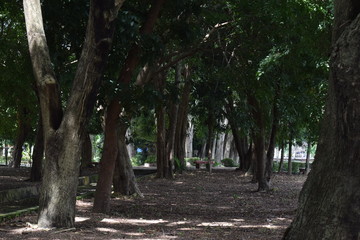 a big tree in a city park