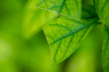 Natural leaves in the forests of Thailand