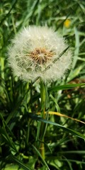 dandelion seed head