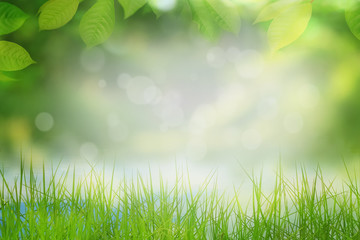 Blurred natural background, frame of grren leaves and grass