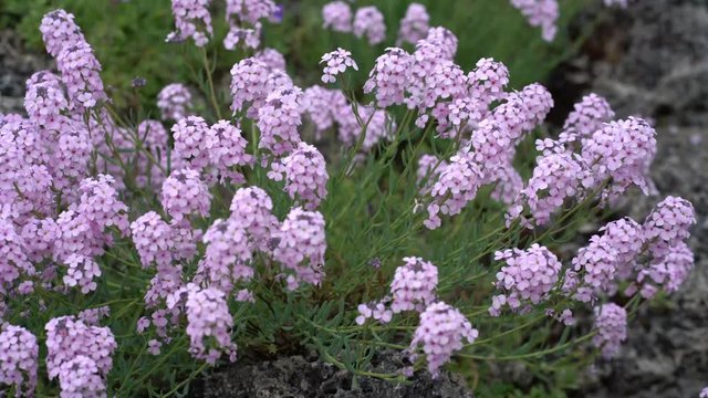 Close up of pink flowers of persian stonecress (aethionema grandiflora) moving gently in a spring breeze