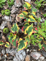 
garden plant, plant decor, yellow and red leaves