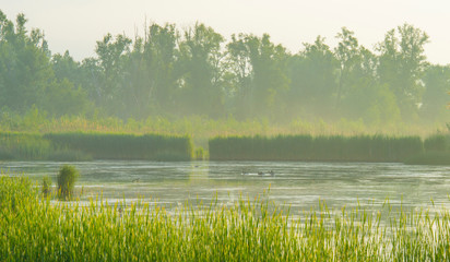 Reed along the edge of a misty lake at a yellow foggy sunrise in an early spring morning