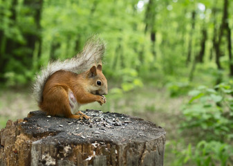 Pregnant squirrel is sitting on a stump. Gnaws seeds. Close-up .