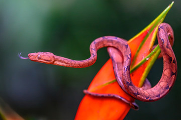 Portrait of Annulated Tree Boa (Corallus annulatus) on mossy branch