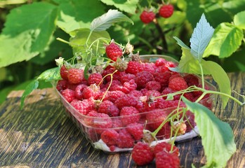 picking raspberries in the garden. raspberries in a plastic tray. life style. natural background, sun rays. copy space