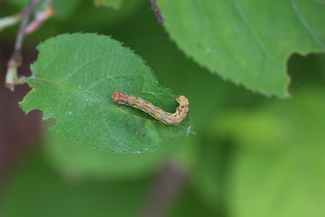 Frostspanner Raupe - Erannis defoliaria