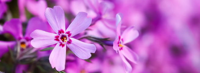 Pink flowers of Creeping Phlox in spring. Floral background