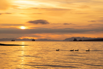 Fototapeta na wymiar Sunset on Spitsbergen with ships at the horizon and swimming goose in the foreground.