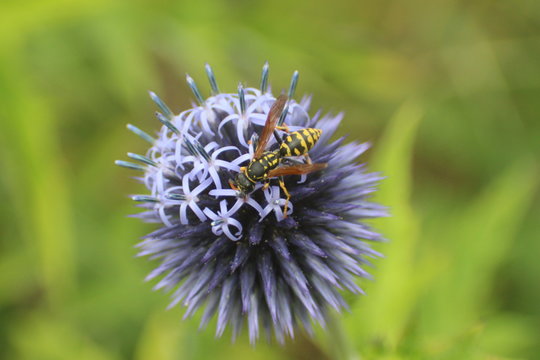 Gallische Feldwespe auf Zierdistel