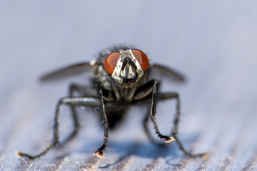Makro von Fliege