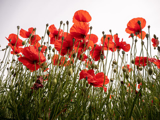 Obraz premium coquelicots contre-plongée