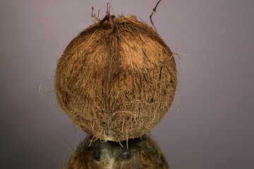 Large shaggy coconut isolated on a gray mirror surface with reflection