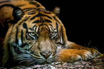 portrait of a resting tiger