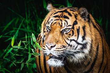 Obraz premium A majestic tiger walking through the jungle
