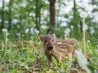 Portrait of a small wild striped boar in a spring forest
