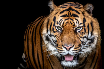 Fototapeta na wymiar Tiger with opened mouth on a black background