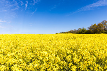 Obraz premium Beautiful yellow rapeseed flowers field and vibrant blue sky. Nature, colorful landscape. 