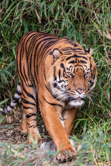 a tiger walking through the jungle