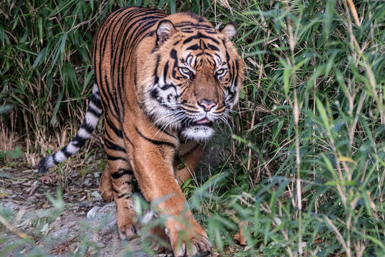 a tiger walking through the jungle
