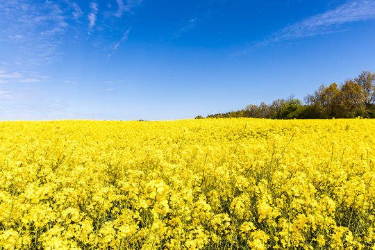 Beautiful yellow rapeseed flowers field and vibrant blue sky. Nature, colorful landscape. 