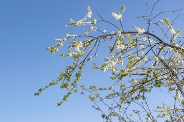 Arboles