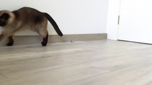 Siamese cat runs and plays with small orange toy in the room