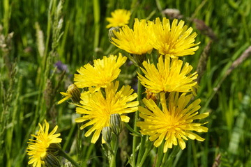 Nahaufnahme von Löwenzahn Blüten im Sonnenlicht