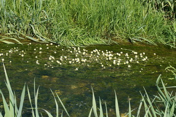 Weiße Blüten einer Wasserpflanze in einem Bach