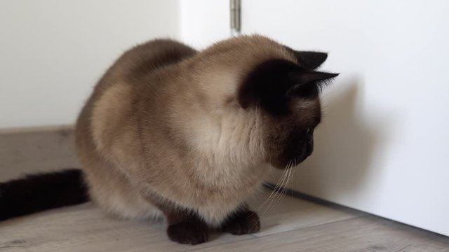 Beautiful Siamese cat with blue eyes sits on the floor and looks at the white closed door.