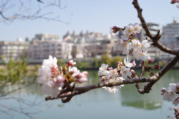 japan sakura　：日本の街並みを背景に咲く桜