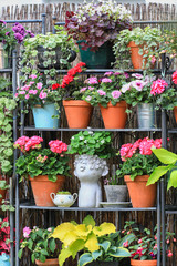 Fototapeta na wymiar Beautiful shabby chic decoration wall with lots of different hanging plants and other flowering plants as fuchsias, pelargonium and busy lizzy in a secluded garden patio in the sunshine 